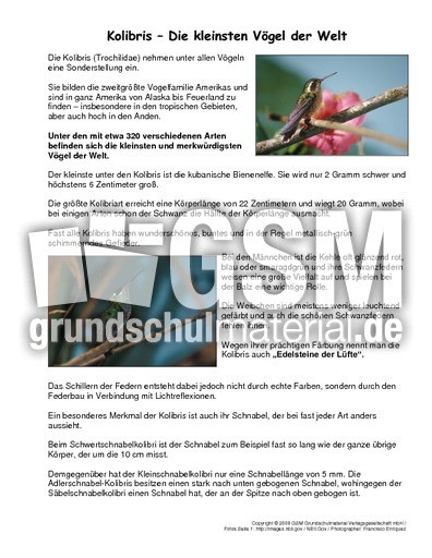 Kolibris-Steckbrief.pdf